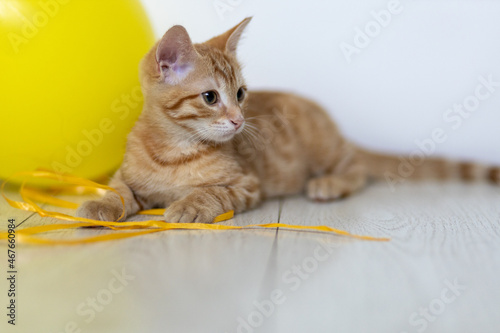 red cat with yellow balloon