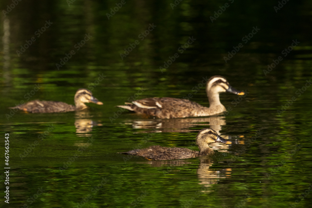 Spot-billed duck swimming in the lake. Spot-billed duck swimming in the lake.