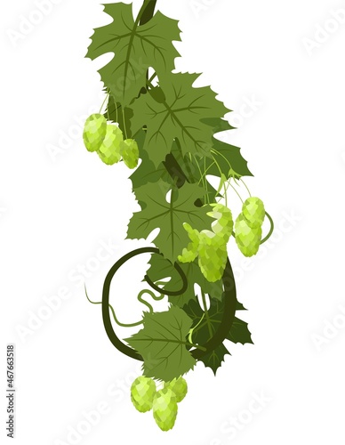 Hop. A Bent vertically branch with dense leaves and cones. Sagging shoots with leaves. Wild nature. Flat style illustration. Vector.