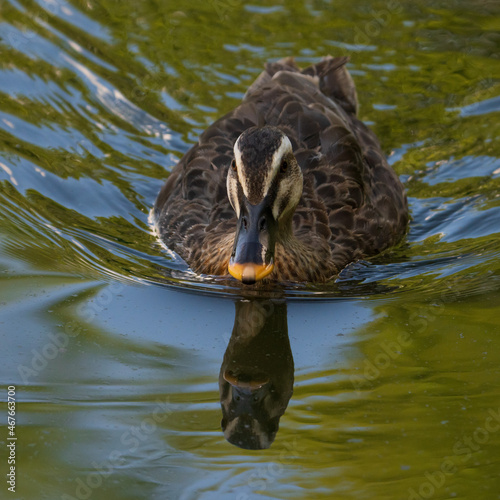 Spot-billed duck swimming in the lake.