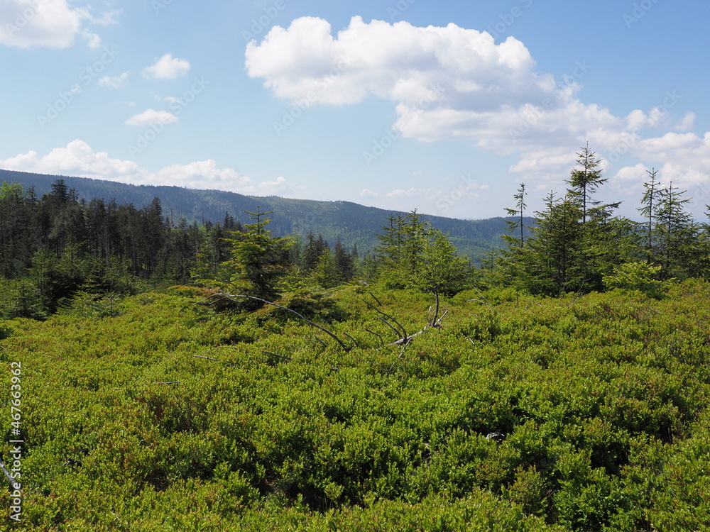 Obraz premium Beauty Silesian Beskids Mountains range near Salmopol pass, Poland
