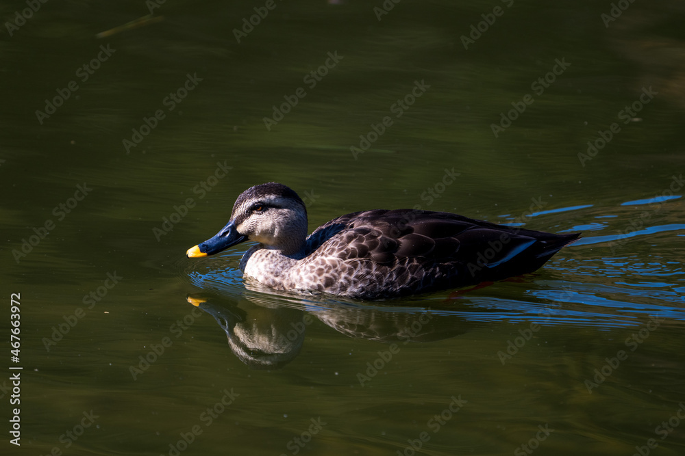 Obraz premium Spot-billed duck swimming in the lake.