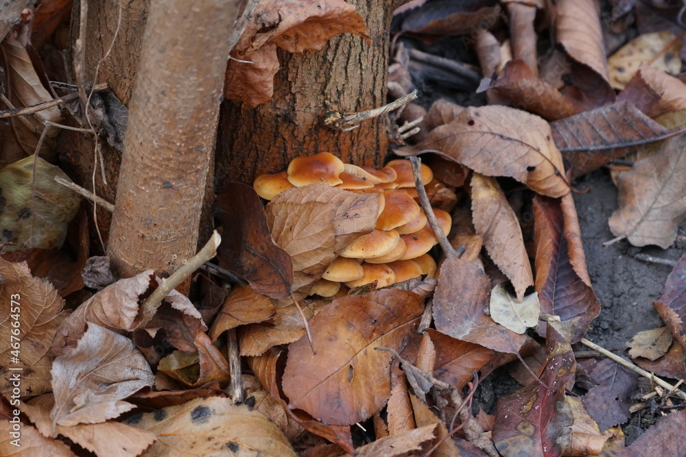 Orange-brown mushrooms on the trunk of a tree are covered with autumn leaves in the forest. Armillaria mellea.