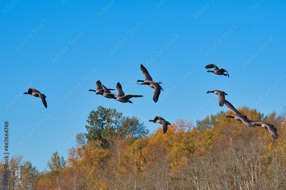 A view of Canada geese flying in the air. Burnaby lake BC Canada
