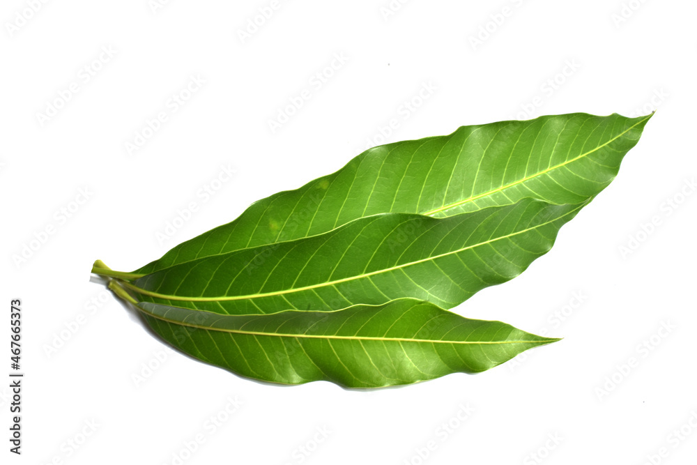 Obraz premium green mango leaves isolated on white background