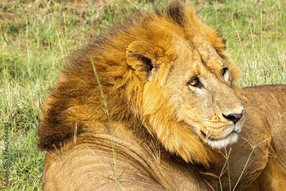 Lion king Lion king