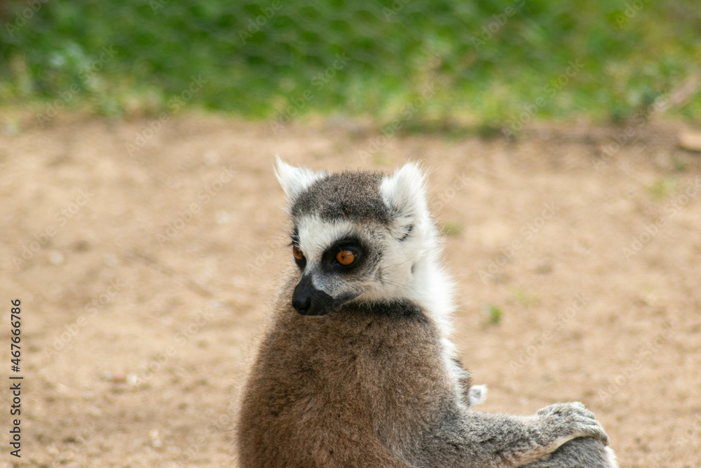 pretty lemur preening (Lemuroidea) pretty lemur preening (Lemuroidea)