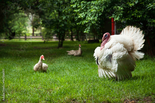 Broad breasted white Turkey. red faces Muscovy Duck.Free range farm.