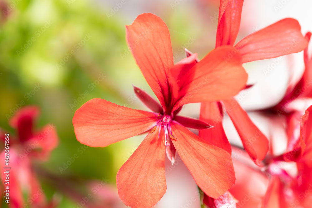 Ruggell, Liechtenstein, September 25, 2021 Colorful red flower in a garden