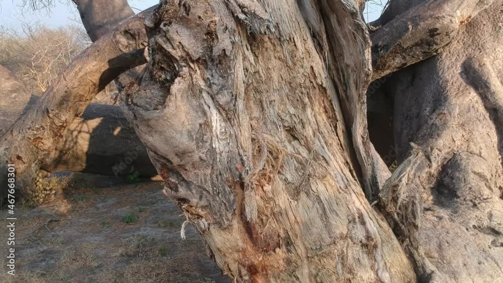 Big fallen down tree trunks of Baobab tree standing on the ground with roots Dorslandtrekker big tree Aerial video Big fallen down tree trunks of Baobab tree standing on the ground with roots Dorslandtrekker big tree Aerial video
