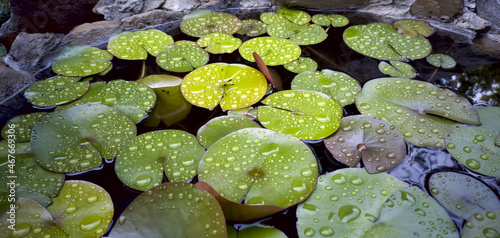Water drops lie on the leaves of the water lily in the summer after the rain. 