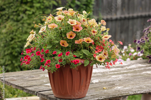 Autumn decorative composition of light yellow petunia and calibrachoa in a pot in a garden