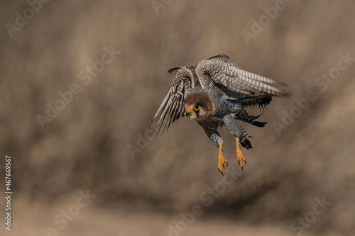 Red necked falcon