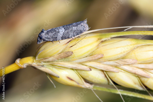 Cnephasia pasiuana pumicana, the meadow shade is a species of tortrix moths (family Tortricidae) pest of cereals. Moth on ear of barley.  photo