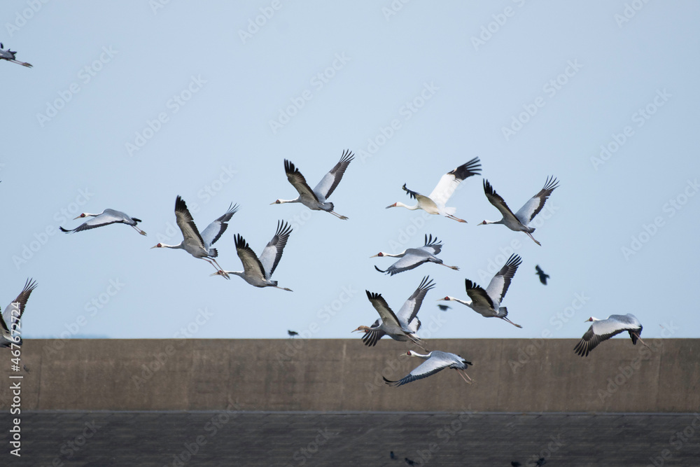 Siberian white crane taking off with flock of white-naped cranes