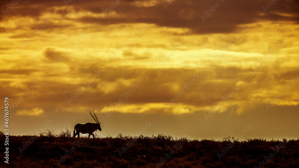South African Oryx distant walking on top of the dune with cloudy sky in Kgalagadi transfrontier park, South Africa; specie Oryx gazella family of Bovidae South African Oryx distant walking on top of the dune with cloudy sky in Kgalagadi transfrontier park, South Africa; specie Oryx gazella family of Bovidae
