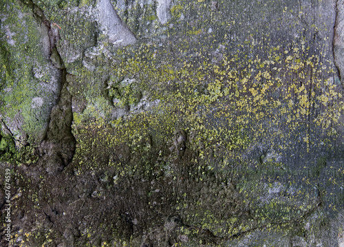 Moss and lichens on the rocks.