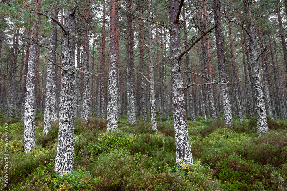 Obraz premium Moss Covered Pine Trees