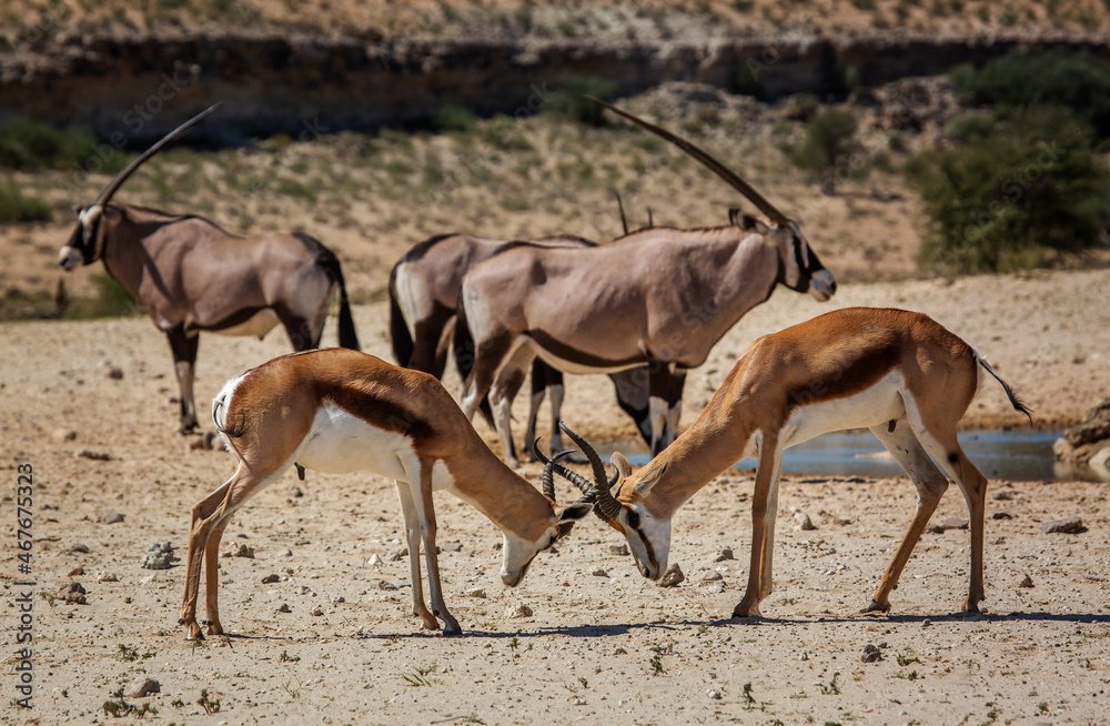 Two Springbok male dueling in Kgalagari transfrontier park, South Africa ; specie Antidorcas marsupialis family of Bovidae Two Springbok male dueling in Kgalagari transfrontier park, South Africa ; specie Antidorcas marsupialis family of Bovidae