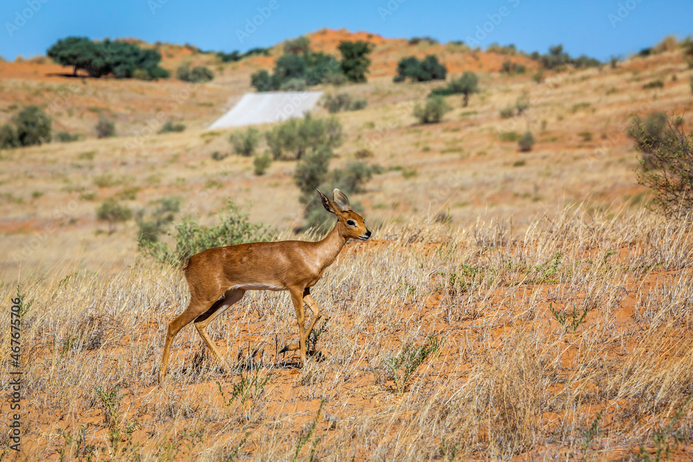 Fototapeta premium Steenbok female in dry land scenery in Kruger National park, South Africa ; Specie Raphicerus campestris family of Bovidae