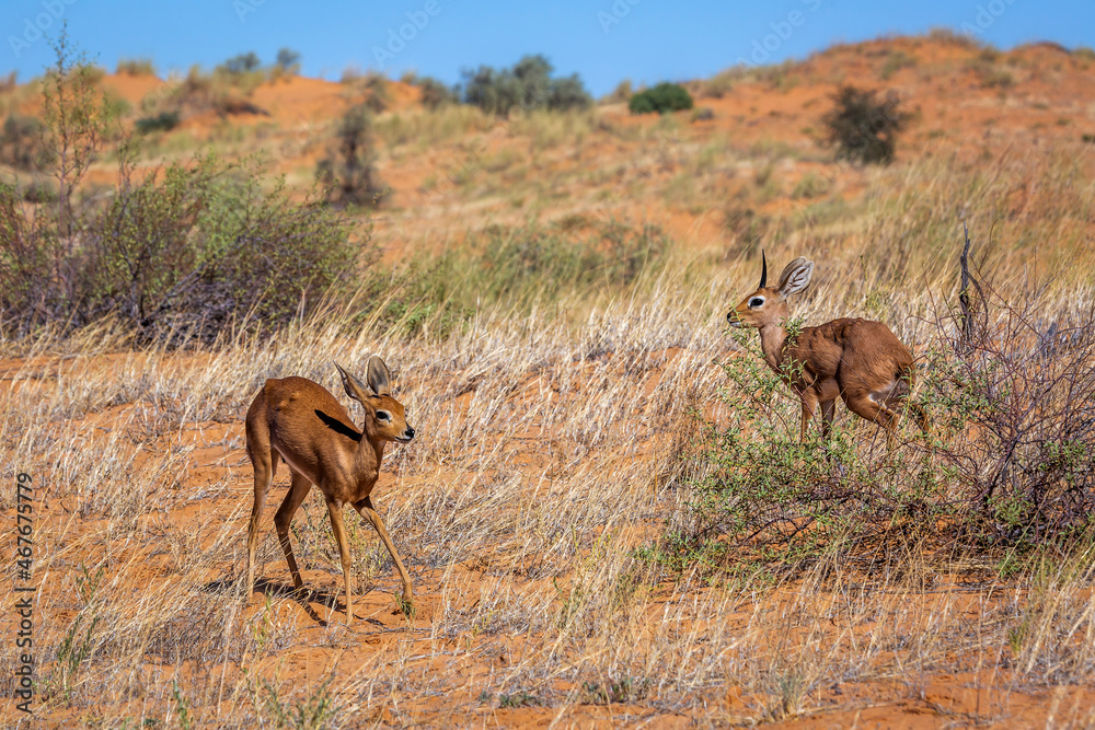Steenbok couple in desert scenery in Kruger National park, South Africa ; Specie Raphicerus campestris family of Bovidae Steenbok couple in desert scenery in Kruger National park, South Africa ; Specie Raphicerus campestris family of Bovidae