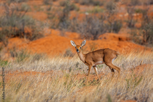 Steenbok female standing in red sand scenery in Kruger National park, South Africa ; Specie Raphicerus campestris family of Bovidae photo
