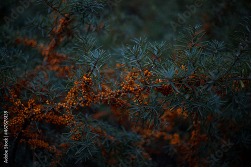 Photo of small orange sea buckthorn berries on bushes with green leaves in the forest © Dzmitry