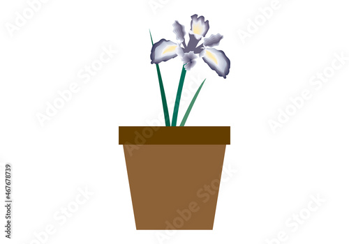 Maceta con flor en fondo blanco.