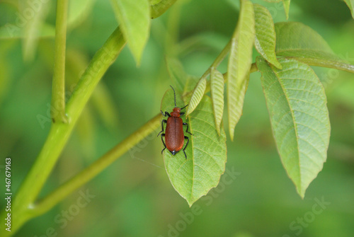 Rotköpfiger Feuerkäfer 467679163