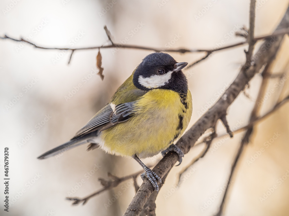 Fototapeta premium Cute bird Great tit, songbird sitting on a branch without leaves in the autumn or winter.