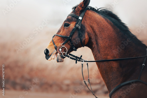 Portrait of a bay beautiful fast racehorse with a dark mane and a bridle on its muzzle, which gallops. Equestrian sports. Horse riding.