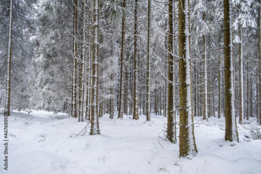 Beautiful snowy coniferous forest on a winter day