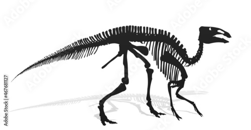 The Skeleton of ancient dinosaur.