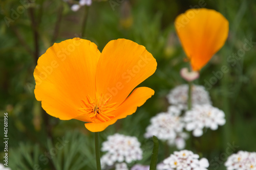 Sydney Australia, orange flower of a eschscholzia californica known as California poppy or golden poppy 