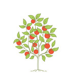 Apple fruit tree. Orchard garden harvest. Open paths. Editable stroke. Vector agriculture.