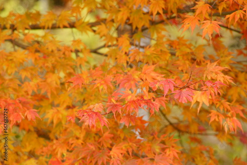 Autumn leaves of larch
