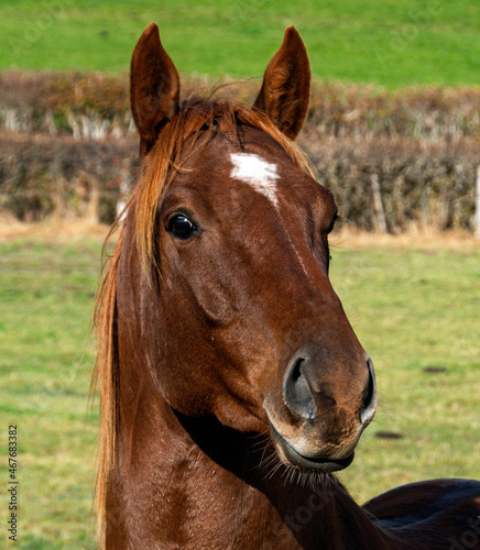 Cheval en portrait