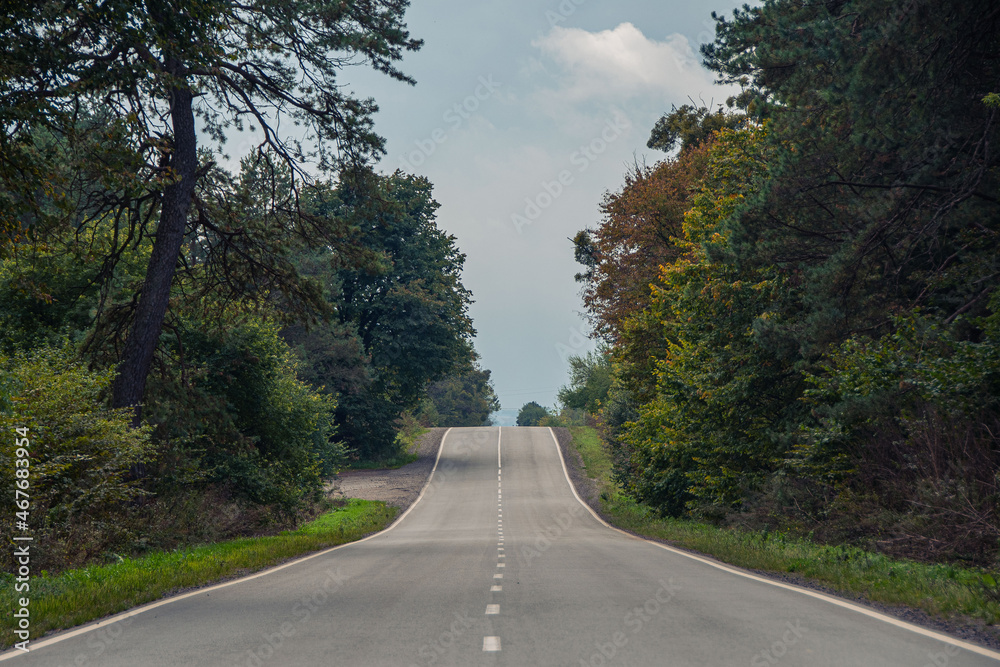 Fototapeta premium Road in the forest
