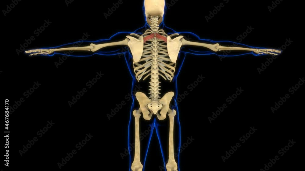 Rhomboid Minor Muscle Anatomy For Medical Concept 3D Animation Rhomboid Minor Muscle Anatomy For Medical Concept 3D Animation