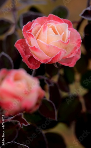 Nostalgie rose on dark garden background, autumn rose with frosted petals, flower and bokeh space for text, vintage, vertical.
