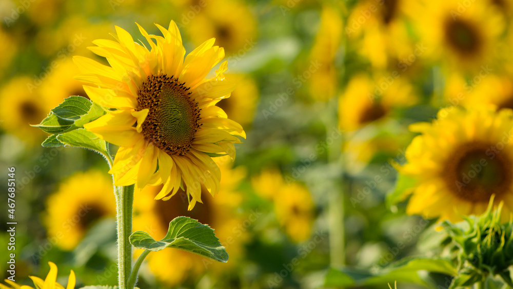 big bright yellow sunflower in the field. Large flowers of a sunflower in the sunlight. Yellow flowers on a farm field. Agriculture concept, organic products, good harvest. Growing seeds for oil.