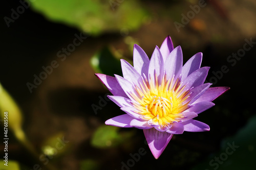 Water lilly flower on sunrise