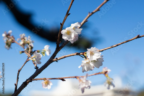 japan, tokyo, flowers of october sakura close shooting on a clear sky day photo