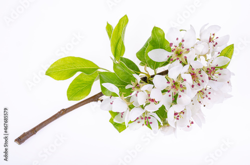 Branch of an apple tree blooming with white flowers. Studio Photo