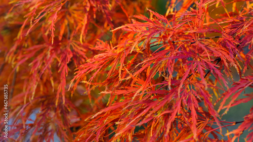 Acer palmatum. closeup of autumn leaves in a Japanese garden maple which has fine leaves. red leaves. natural background. autumn theme, beautiful season. Enkan. selective focus