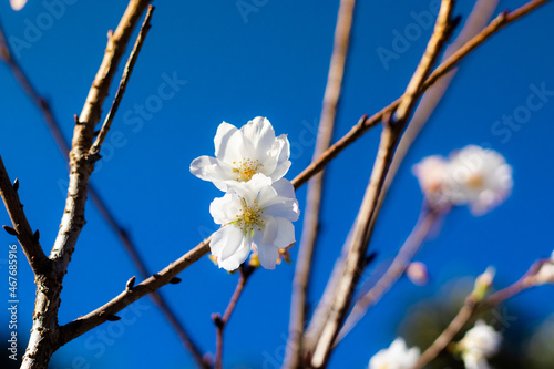 japan, tokyo, flowers of october sakura close shooting on a clear sky day photo