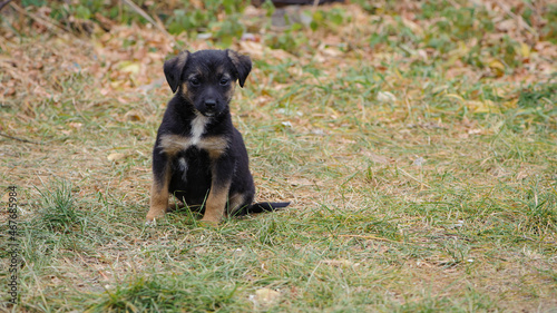 a series of photos with a homeless puppy. little dog. home animal. pet care. black homeless puppy. Cute puppy in black and white with sad look. veterinary, homeless animal problem, hungry puppy