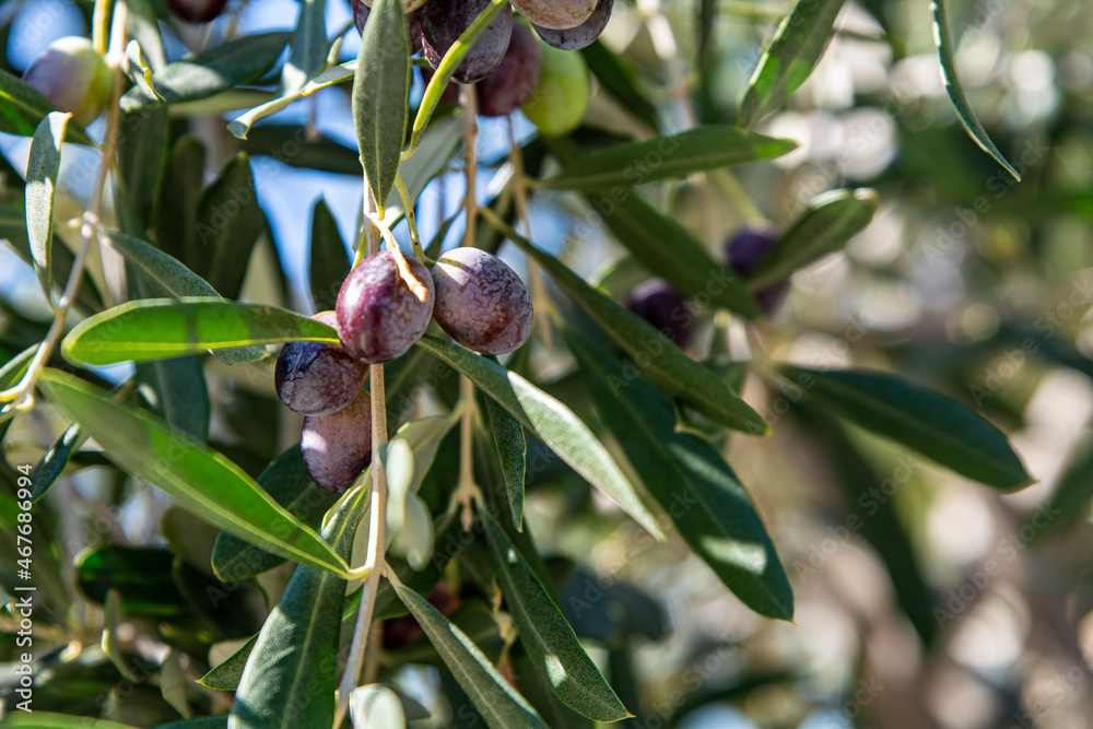 Fresh Olives hanging on a tree branch ready for harvest Fresh Olives hanging on a tree branch ready for harvest