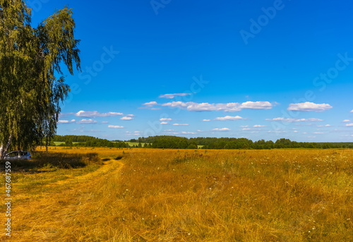 Summer landscape with dry yellow grass  shrubs  trees and blue sky with white clouds