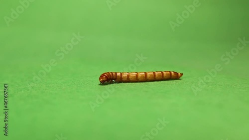 meal worm on green background; larva.
superworm isolated; larva stages of the meal worm, life cycle of super worm, superworms, super worms
Edible insects.
live meat insect.
Bugs, bug. animals, animal photo